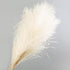 30pcs Natural Dried Pampas Grass Bouquet Pampas Grass Reeds Flowers Bulrush Bouquets Durable For for Vase Artificial Grass Room Décor Wedding Decorations