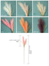 Bulrush Artificial Pampas Grass Phragmites 100cm Popular Natural Dried Small Pampas Grass For Wedding Flower Bunch Floor Vase Filler for Living Room Kitchen Decor