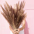 Bulrush Natural Dried Flowers Artificial Branch Pampas Grass Phragmites Fake Flower Wedding Home Decoration Christmas Decor