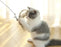 Funny Feather Bird with Bell Cat Stick Toy for Kitten Playing Teaser Wand Toy Cat Supplies Interactive Wiggle Moving Cat Kicker Toy with Plush Interactive Cat Toys Fun Toy For Cat Exercise
